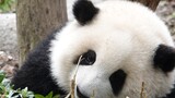 [Panda] Yuanrun: Hehua I love you so much