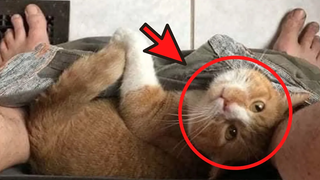 EP06 รวมคลิปตลก ฮาๆ หมาแมวน่ารักๆ Funny Animals