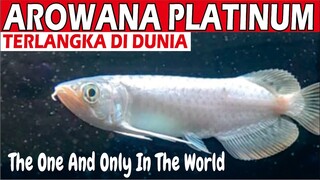 AROWANA SUPER RED PLATINUM TERUNIK DAN TERLANGKA DI DUNIA