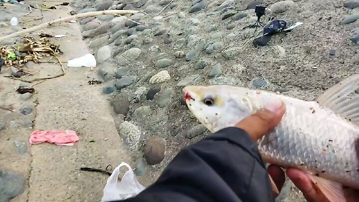 Dam Fishing Part 1, i caught a Asian Carp