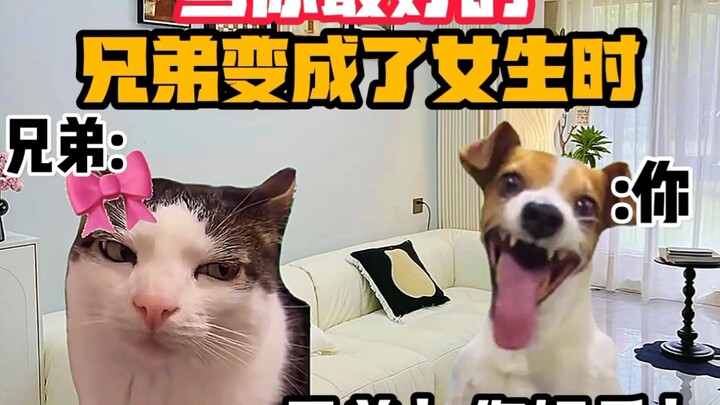 《猫meme小剧场》当你最好的兄弟变成了女生时！