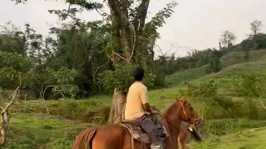 : Equus caballus