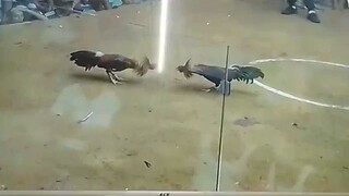 WIN! @SMCA naka chamba buti pakpak lang tama 04/02/25
