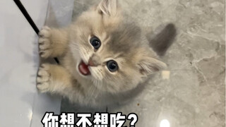 半夜三点我的猫咪饿了 让我给它做夜宵…