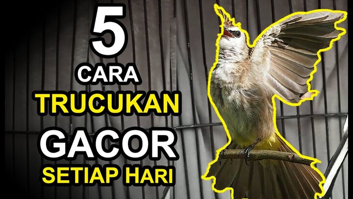 5 CARA BUAT BURUNG TRUCUKAN GACOR SETIAP HARI
