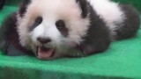 熊猫宝宝：好无聊啊，都没人陪我玩