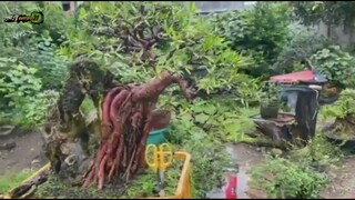 FICUS TEXAS SALICARIA BONSAI OVER ROCK | Tenrou21