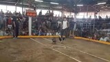 Arena De Morong- Bulik Mag Babalik Dehado Pero Panalo 🔥🔥🔥