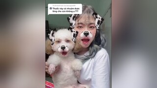 Trả lời   Nhuộm cho thú cưngg nè 🐶 duonghamy KhungHinhCamXuc chó_cưng