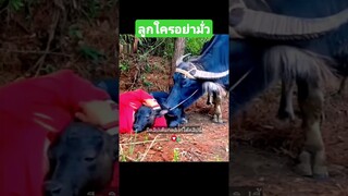 ลูกใครอย่ามั่ว