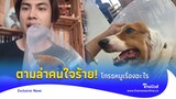 ผมทำอะไรผิด? ล่าคนใจร้าย ใช้ยางรัด "เมก้า" เจ็บหนัก เจ้าของสุดปวดใจ|Thainews - ไทยนิวส์|News-2-32-GT