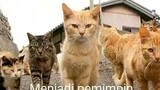 kisah sad kucing oren - full dari kecil lucu