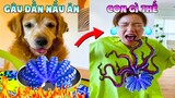 Thú Cưng Vlog | Chó Gâu Đần Golden Troll Mẹ #9 | Chó gâu đần vui nhộn | Smart dog golden funny