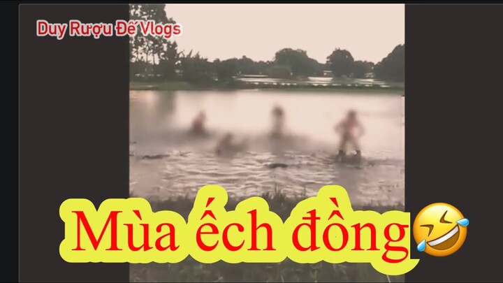 Mùa Ếch Đồng🤣🤣🤣🤣