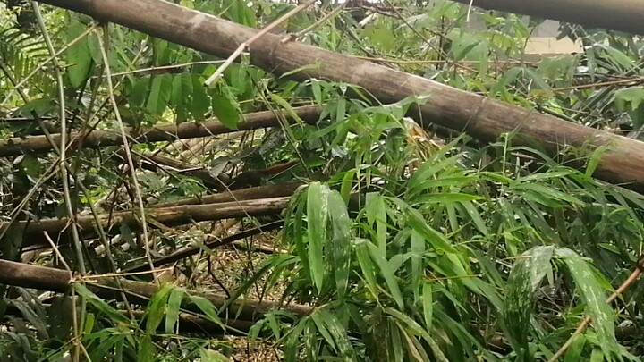 Palawan squirrel  🐿️