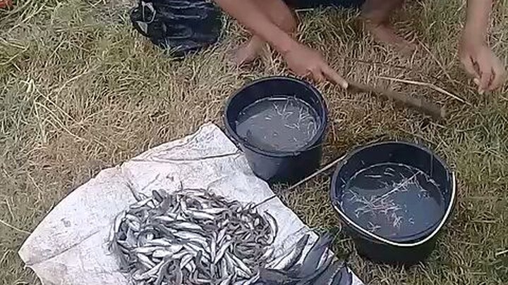 Ikan segar mampir ke darat.