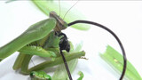 Will A Female Mantis Eat A Gordian Worm-Infected Male? 