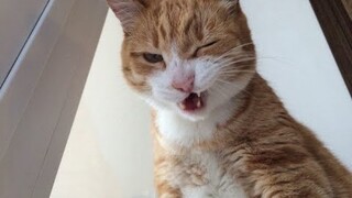 Cute and Funny Cats Of Tik Tok - Cutest Cats In The World Videos