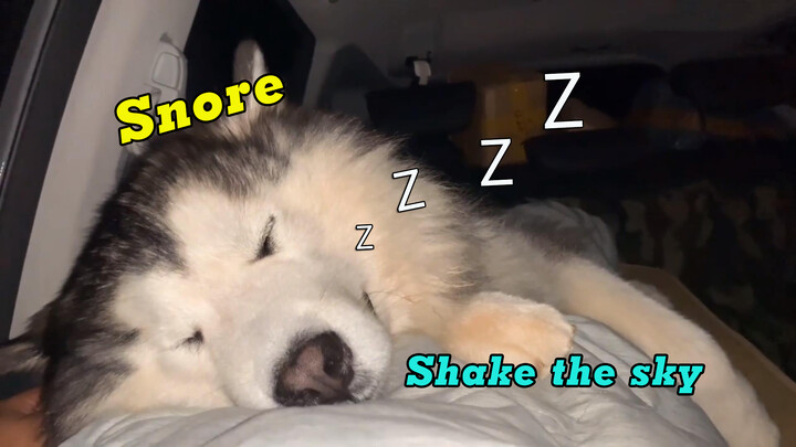 Snoring Alaskan Dog