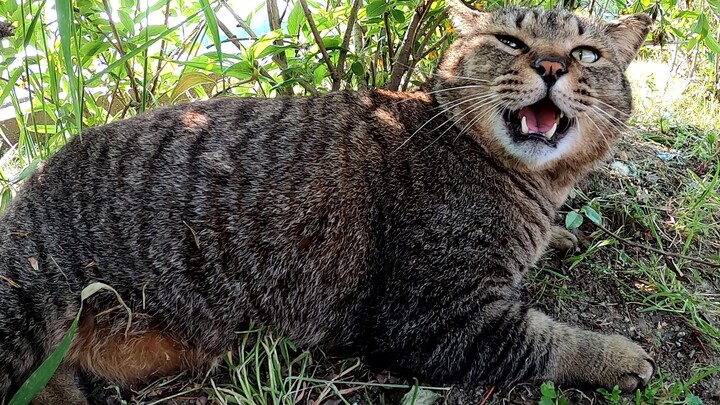 当我触摸一只肥胖猫猫的腹部时，我被大声抗议。
