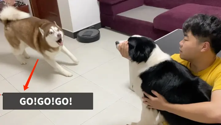 The Husky Gets Jealous When the Owner is Holding Another Doggy