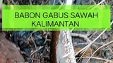 BABON GABUS SAWAH - CASTING GABUS || Novem Jr