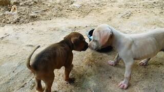 What's brown and white puppy doing @Kitten Puppy TV