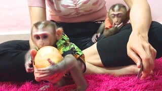 Mom feed the two monkeys pomegranate