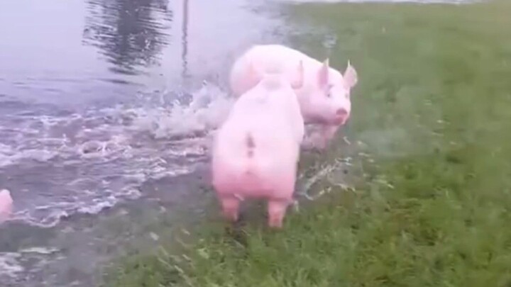 "These pigs... made me laugh for 2 minutes and 45 seconds!"