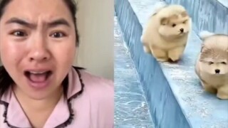 Anak anjing itu lucu sekali