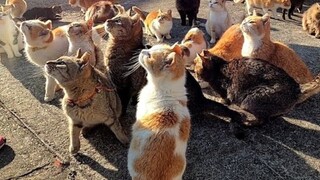 [Aoshima Cat Island] ป้อนอาหารให้น้องแมวเหมียว
