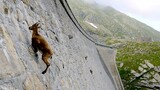 Wild Animals Walking on Cliff BGM - The Climb
