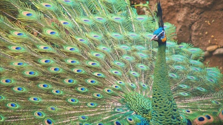 3 Minutes To Know The King Of Peafowls: Green Peafowls