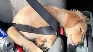 Funniest & Cutest Golden Retriever Puppies 32 - Funny Puppy Videos 2019