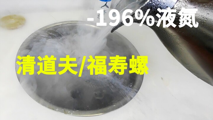 清道夫和福寿螺，在-196℃液氮里，会怎么样？能复活？人道的费用谁承担？
