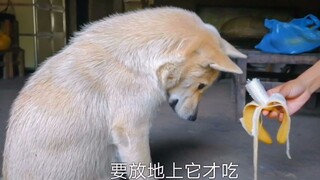 中华田园犬，爱吃香蕉却不会抢主人手上的，一定要放到地上才肯吃