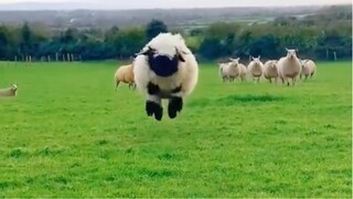 Happy sheep! She is so cute!