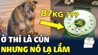 HÚ HỒN khi phát hiện ra bé CÚN trong nhà NẶNG HƠN 87KG : Như LỢN là có thật 😂 | Yêu Lu