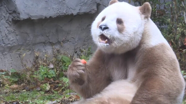 Qinling Panda Has Been Found In Qinling Mountain For 10 Times