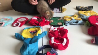 Khoe áo mùa đông cho các bé mèo Anh lông ngắn tại Tiệm Mèo Sen P.1/2