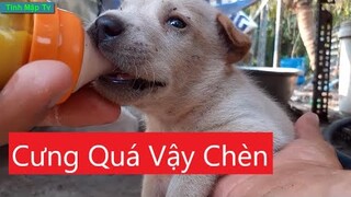 Cho Đàn Chó Con Dễ Thương Uống Sữa | Tính Mập Tv