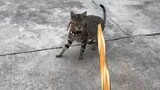 3D printed golden holy sword vs. civet cat
