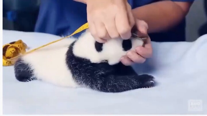 The baby pandas are getting a physical examination, they are so adorable. A foreigner asked: Can I t