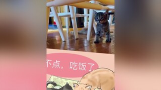 Bé mèo bị mắc chứng động kinh🥺mèo baby foryou