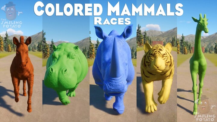 Tiger, Lion, Rhino, Elephant & All Colors of Mammals Animals Speed Races in Planet Zoo 🐯🦁🐘🦏