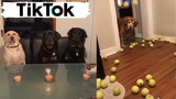 Dogs Doing Funny Things on TIK TOK - Try Not To Laugh - Cute Puppies - Best Compilation