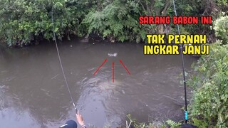 MANCING DI SARANG IKAN NILEM BABON ANTI BONCOS!!