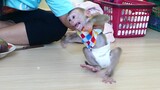 OMG!! What's happening | Why mom was Feel angry and slap poor baby Monkey Maki?