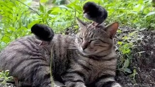 Funny Dogs And Cats Videos 2023 😅 - Best Funniest Animal Videos Of The week #8