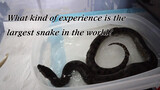 (ความรู้) งูที่ใหญ่ที่สุดในโลก! เลี้ยงอนาคอนด้าสีเขียวรู้สึกยังไงนะ?